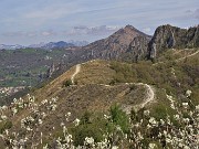 56 Amelanchier ovalis (Pero corvino) in fioritura con vista sulla linea tagliafuoco e Monte Gioco